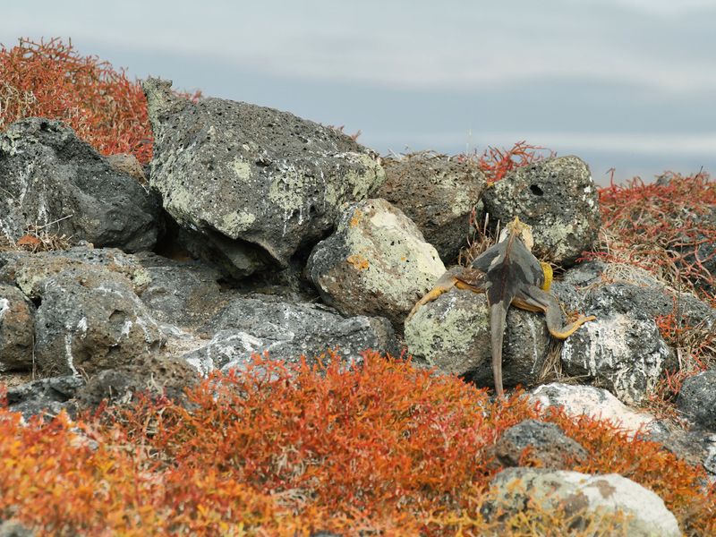 An iguana perched on rocks in the Galapagos Islands.