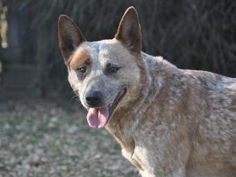 Brown and white Australian Cattle Dog