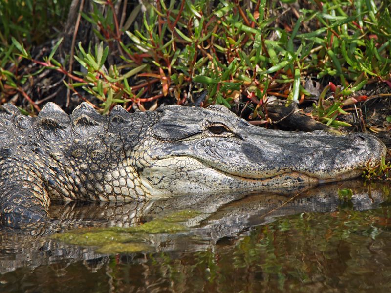 An American Alligator in a Florida swamp.