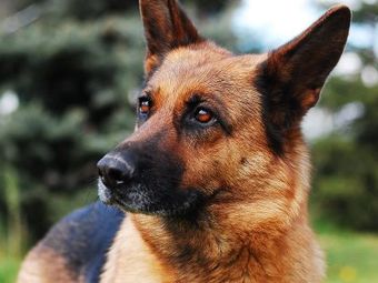 Close-up portrait of an adult German Shepherd dog with intense brown eyes.