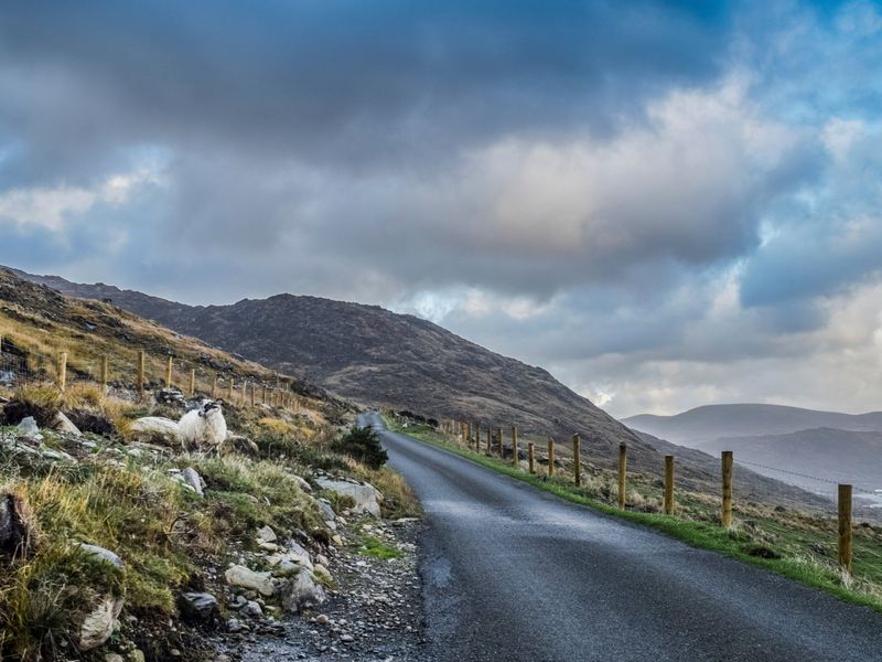 A sheep stands near a winding road cutting through the hills of Connemara, Ireland, beneath a cloudy sky.