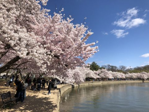 Cherry Blossom Festival at the Tidal Basin