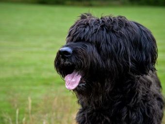 Black Bouvier des Flandres dog panting on grass