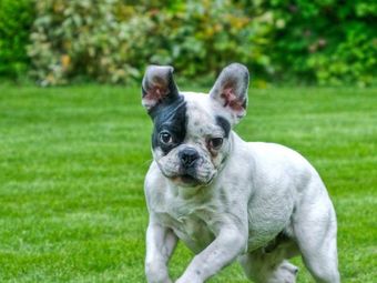 Black and white French Bulldog puppy running on grass