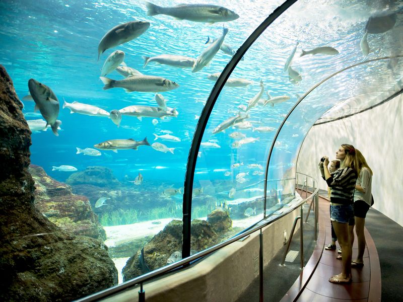 Three people stand in an underwater tunnel, gazing at a variety of fish swimming in the clear blue water of a large aquarium tank.