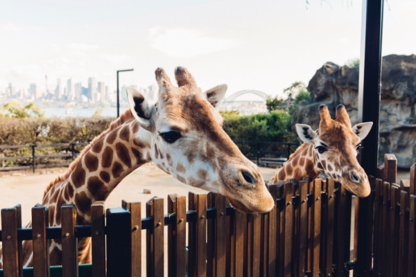 Toronga-Zoo.png