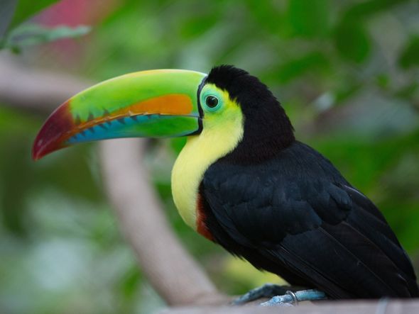 Keel-billed Toucan on a branch