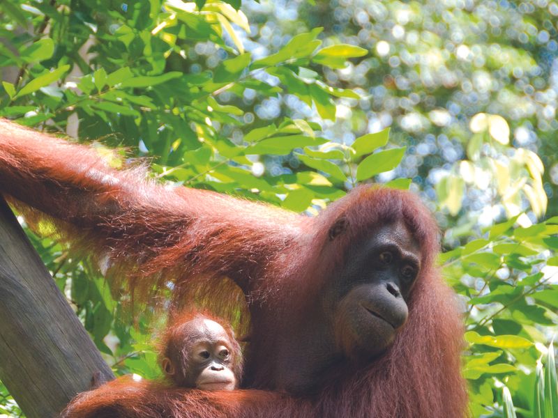 Mother orangutan and her baby in a rainforest.