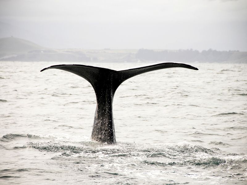 a whale waves with it's tail as it splashes in the ocean