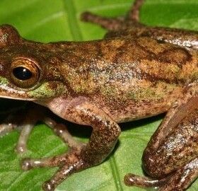 Rarest Tree Frog In The World Found in Costa Rica