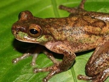 Brown and green frog on a leaf