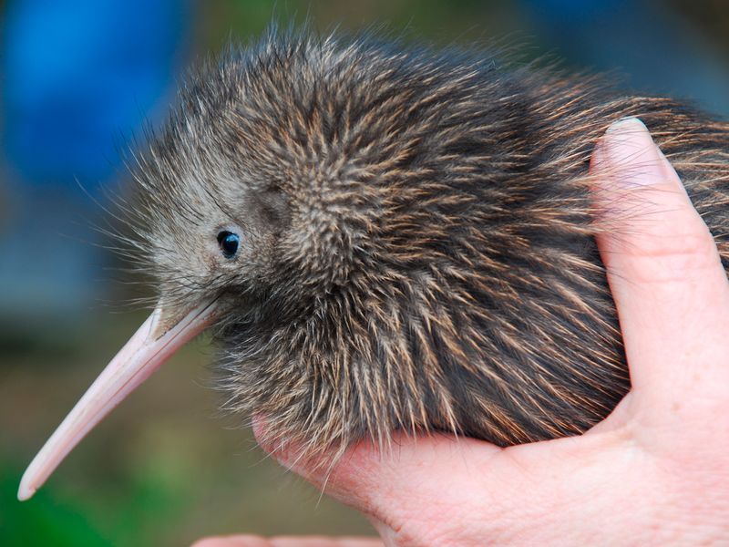 A young kiwi bird, native to New Zealand, is held gently by a person, showcasing its unique features and vulnerability.