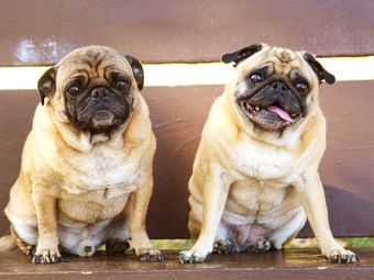 Two adorable pugs sitting on a bench.