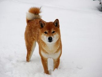 A Shiba Inu dog standing in the snow.