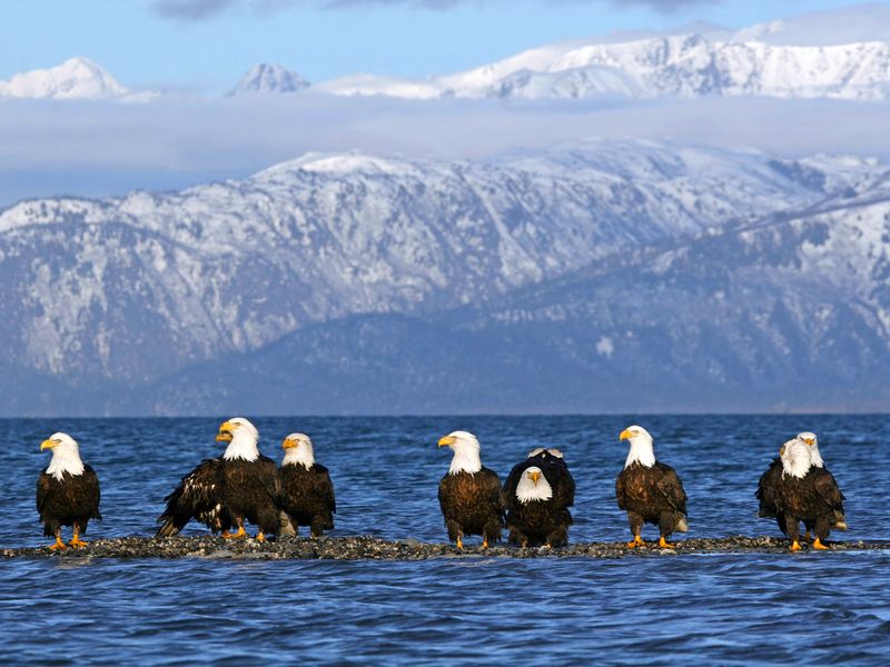 Seven bald eagles perched on a rock in Alaska