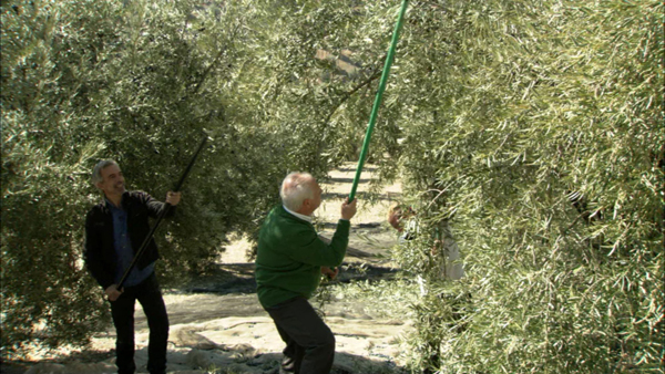 Olive Harvest