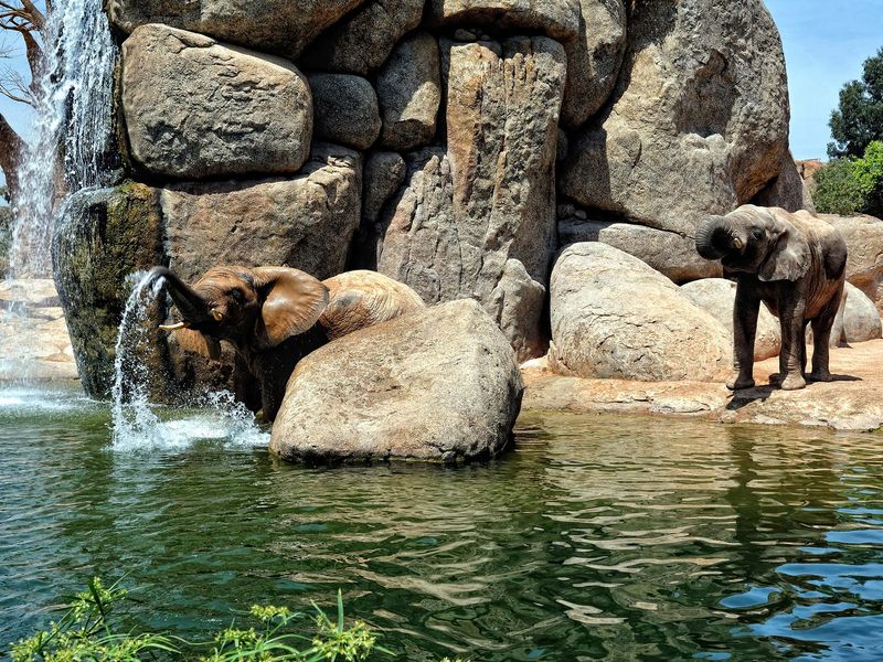 Two elephants by a waterfall, one playfully spraying water.