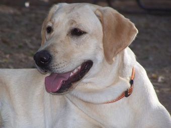 Yellow Labrador Retriever