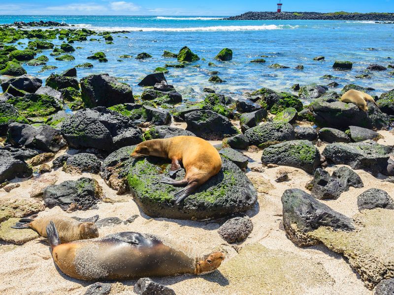 Sea lions relaxing on the rocky beach of the Galapagos Islands with a lighthouse in the distance.