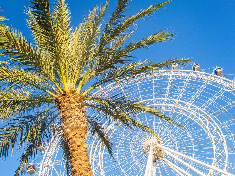 White Ferris wheel against a clear blue sky with a palm tree in the foreground