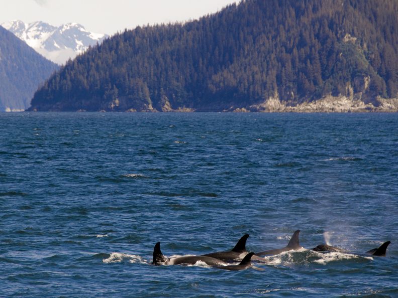 A pod of orcas swimming in the ocean with a backdrop of mountains and forests.