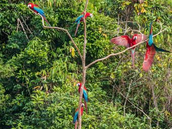 Group of scarlet macaws in the Amazon Rainforest