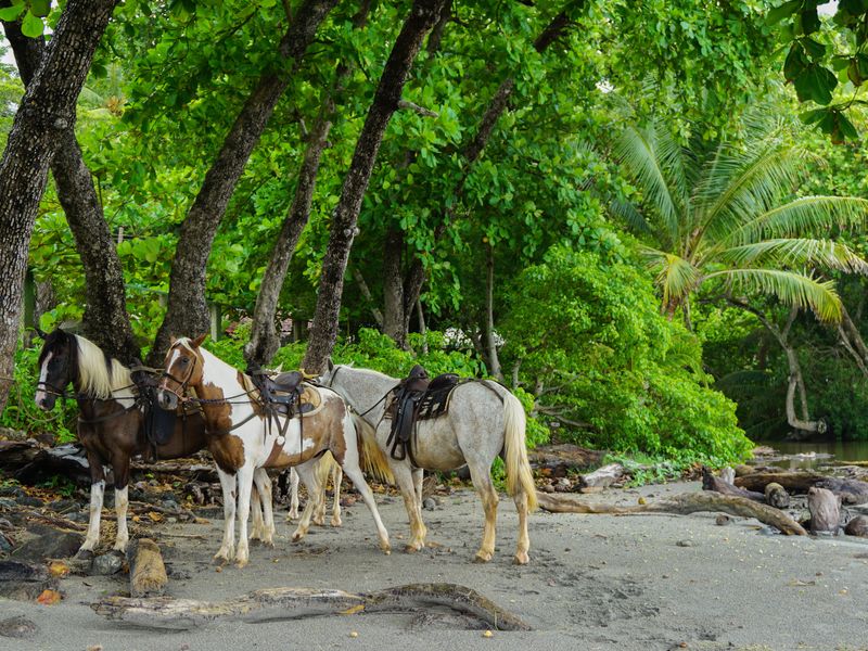 Four horses saddled up and ready for horseback riding on a beach in Costa Rica.