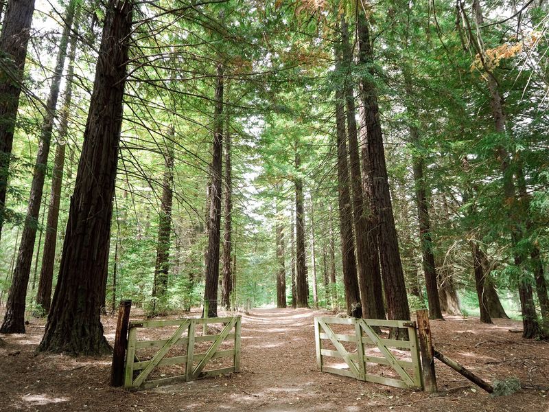 A path through a redwood forest with a wooden gate.