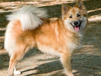 A happy Icelandic Sheepdog on a path.