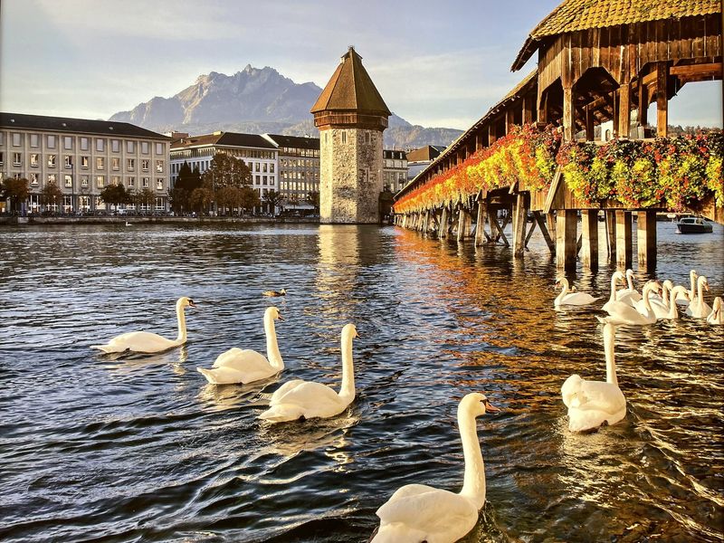 Swans swimming in Lake Lucerne with the Chapel Bridge and Wasserturm in the background.