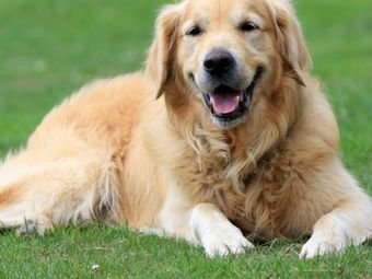 Happy Golden Retriever on Grass