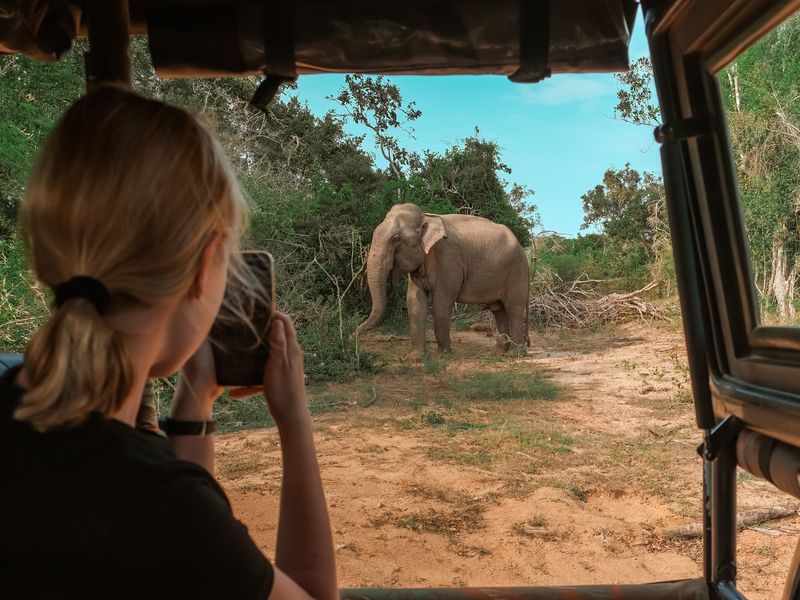 A young adult takes a photo of a Sri Lankan elephant from a safari vehicle in Yala National Park.