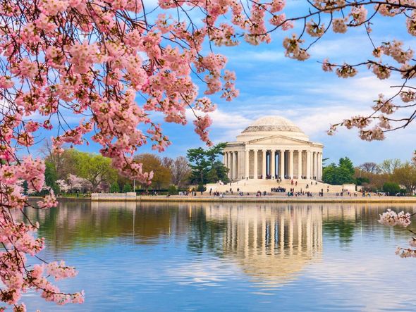 The Jefferson Memorial framed by Cherry Blossoms in Washington, DC