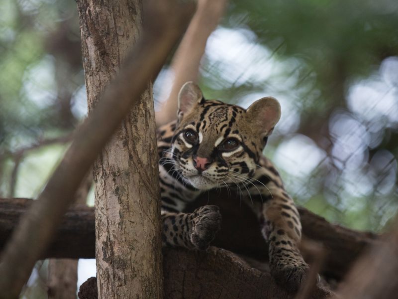 A young adult ocelot perched in a tree, looking directly at the camera.