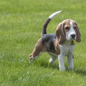 Origins of Dogs Around the World