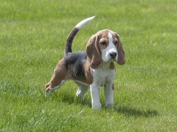 A playful Beagle puppy enjoying a sunny day on the grass.