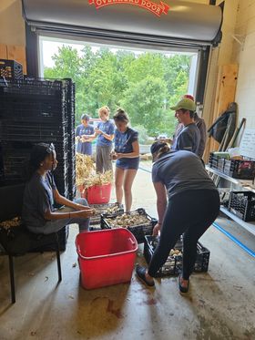 Group sorting garlic at a farm