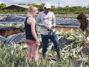 Two young women and a man working in a pineapple field covered in black plastic sheeting.