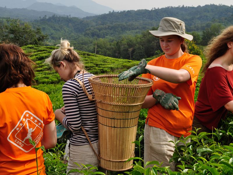 Four young adult women pick tea leaves in Borneo.