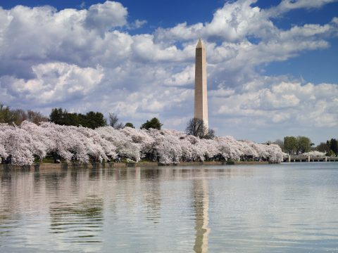 Springtime in Washington D.C.