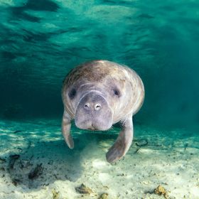 ﻿Florida Marine Habitats  in 5 days