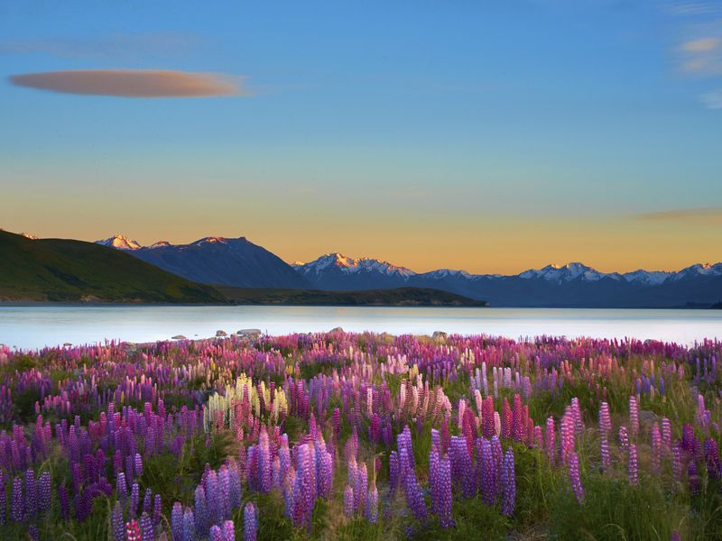 A breathtaking view of Lake Tekapo in New Zealand, with a vibrant field of lupine flowers in the foreground and snow-capped mountains in the distance.