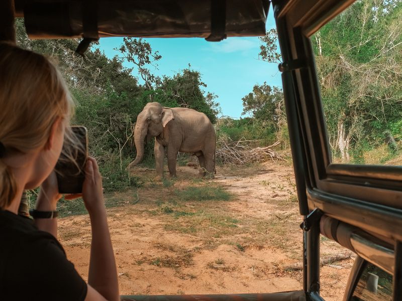 A young adult takes a photo of a Sri Lankan elephant from a safari vehicle in Yala National Park.