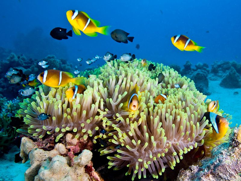 Clownfish in a sea anemone on a coral reef.