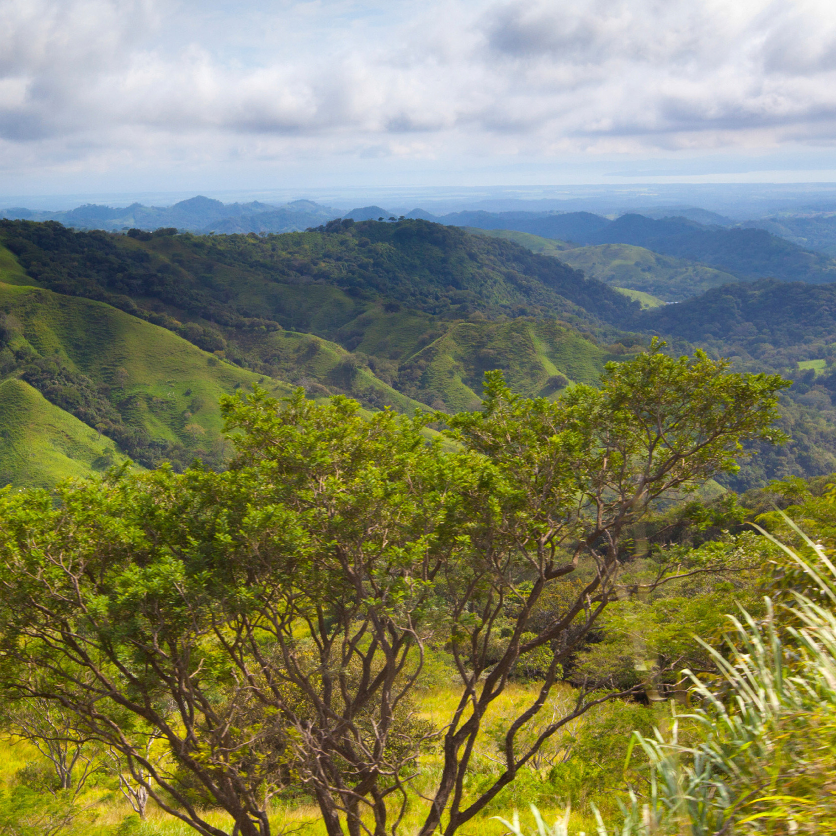 Pura Vida