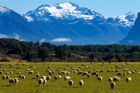 interesting-facts-about-new-zealand-28.png
