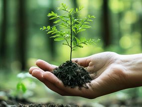 A hand gently holds a young tree sapling, ready for planting. The blurred forest background emphasizes the connection to nature.