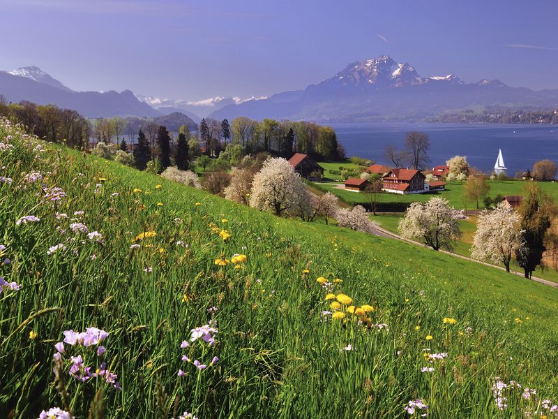 Idyllic Swiss landscape with blooming meadow, lake, and mountains.