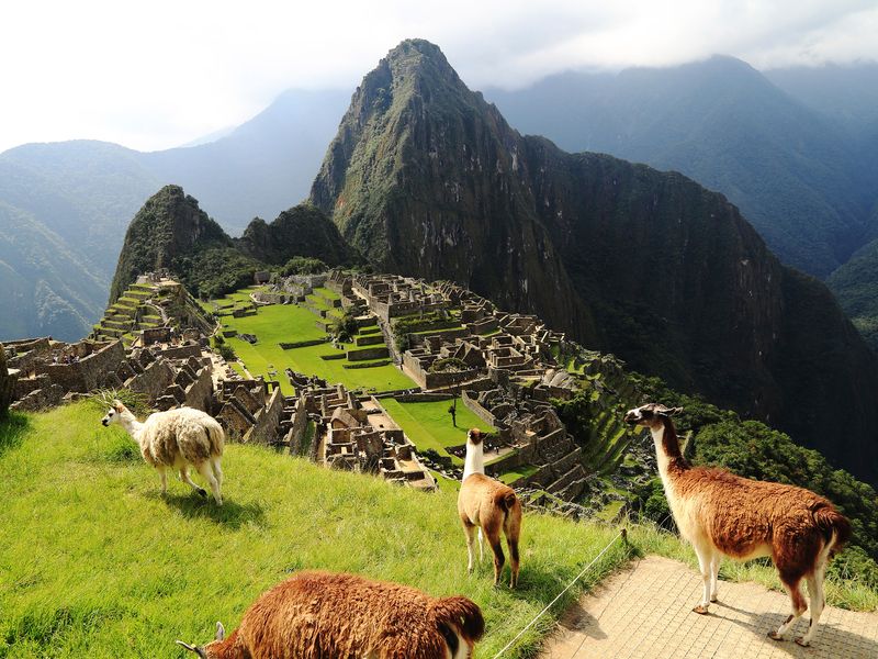 Llamas grazing with Machu Picchu in the background