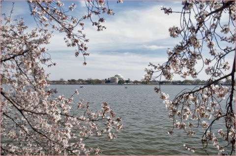 Jefferson Memorial Framed by Cherry Blossoms